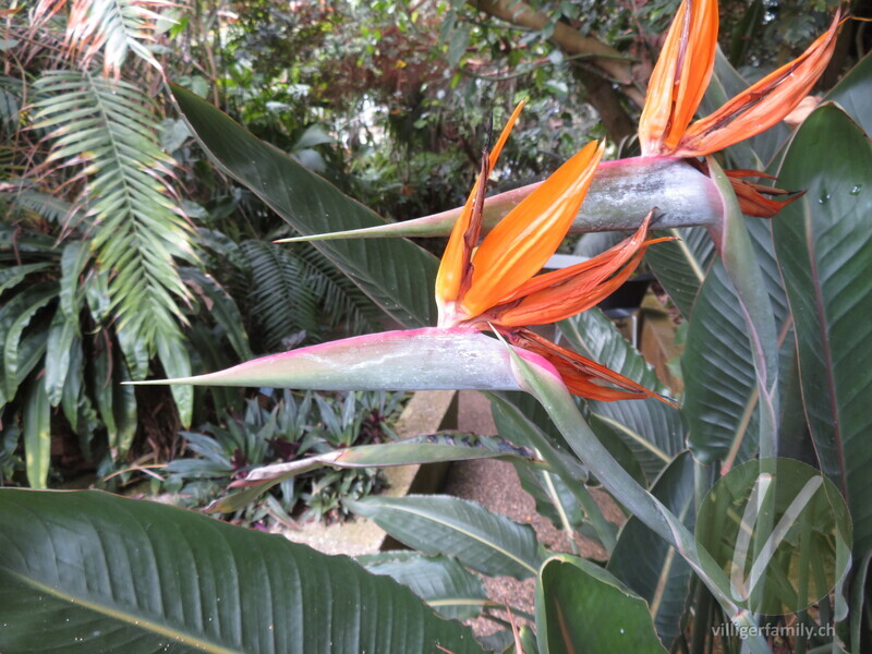 Paradiesvogelblume: Übersicht